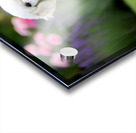 Proud Poodle Puppy Masters Stay Command Impression Acrylique