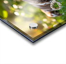 German Shorthaired Pointer Puppies Share Chew Toy Together Acrylic print