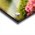 French Bulldog Puppy Discovers A Big Red Hat Impression Acrylique