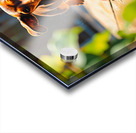 Dachshund Puppys Morning Garden Bounce Acrylic print