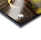 Sleepy Dachshund Puppy Yawns In Garden Acrylic print