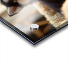 Sleepy Siberian Husky Puppy Dreams In Cozy Bed Acrylic print