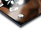 Content Siberian Husky Puppy Relaxes In Comfortable Bed Acrylic print