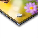 Yorkshire Terrier Puppy Finds Big Stick Adventure Acrylic print