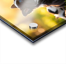 Sleepy Border Collie Puppy Finally Rests With Pack Impression Acrylique