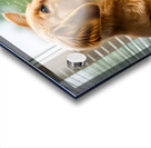 Peaceful Golden Retriever Puppy Rests By Rainy Window Acrylic print