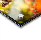 Yorkshire Terrier Puppy Naps After Stick Adventure Acrylic print