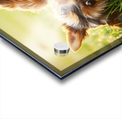 Tired Yorkshire Terrier Heads Home Acrylic print