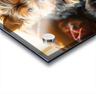 Yorkshire Terrier Puppy Sleeps Peacefully In Blankets Acrylic print