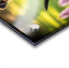 German Shepherd Puppy Returns Pinecone For Another Round Impression Acrylique