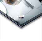 Relieved Dachshund Puppy After The Weighing Visit Acrylic print