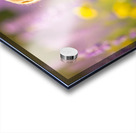 Beagle Puppy Claims His Royal Throne Acrylic print