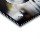 Rottweiler Puppy Discovers Garden Snail On Rainy Day Impression Acrylique