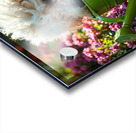 Free Poodle Puppy Sits By Overturned Watering Can Acrylic print