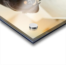 Brave Puppy Completes The Weighing Impression Acrylique