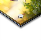 German Shorthaired Pointer Puppy Explores Forest Trail Acrylic print