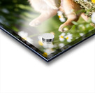 Herby Golden Puppy After Rolling Session Impression Acrylique