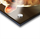 Satisfied Puppy Rests After Big Meal Impression Acrylique