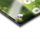 Playful Pomeranian Puppy Finds New Fun Around The Tree Acrylic print