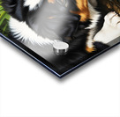 Australian Shepherd Puppy Discovers A Quiet Pond Acrylic print