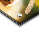 Feather Lands On Happy Pomeranian Puppy Impression Acrylique