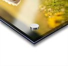 Poodle Puppy Rests Peacefully With Hedgehog Companion Acrylic print