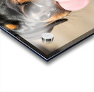 Happy Rottweiler Puppy After Tasty Discovery Acrylic print