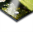 Poodle Puppy Discovers Shadow Play On Sunny Day Acrylic print