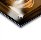 Puppy Waits For Visitors To Arrive Acrylic print