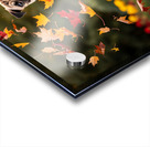 Pug Puppy Rests After Wind Play Impression Acrylique