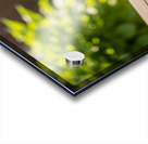 Golden Retriever Puppy Proud Of Pawprint Autograph Acrylic print