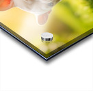 Satisfied Puppy After Apple Snack Acrylic print