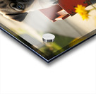 Sleepy Pug Puppy Rests After Wagon Adventure Impression Acrylique