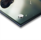 Content Pug Puppy Settles Down To Watch Rain Acrylic print