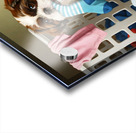 Playful Shih Tzu Puppy Escapes With Stolen Sock Acrylic print