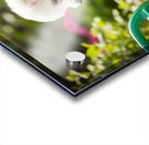 Curious Bichon Frise Puppy Discovers Garden Watering Can Impression Acrylique