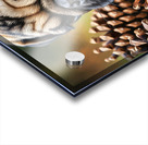 Pug Puppy Discovers Interesting Scents On Floor Acrylic print