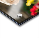 Golden Retriever Puppy Ready To Give Pawprint Autograph Acrylic print