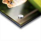 Tired Pomeranian Puppy Resting After Playful Chase Impression Acrylique