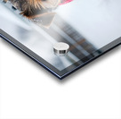 Yorkshire Terrier Puppy Watches Winter Snow Fall Acrylic print