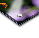 Boston Terrier Puppy Spots Butterfly In Garden Acrylic print