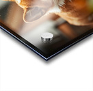 Corgi Puppy Takes Shelter From Heavy Rain Impression Acrylique