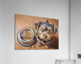 Apologetic Brown Yorkshire Terrier Puppy With Messy Bowl Impression acrylique