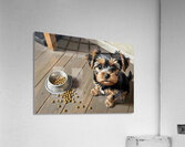 Brown Yorkshire Terrier Puppy With Overturned Food Bowl Impression acrylique