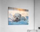 Content White Bichon Frise Puppy Resting After Snow Play Session Impression acrylique