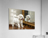 Playful White Bichon Frise Puppy Invites Mirror Reflection To Play Impression acrylique