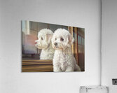 White Bichon Frise Puppy Contemplates Its Reflection Acrylic Print