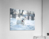 White Bichon Frise Puppy Discovers Fresh Snow In Winter Yard Impression acrylique