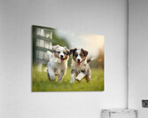 Blue Merle Australian Shepherd Puppies Playing Together In Tall Grass Impression acrylique