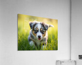 Blue Merle Australian Shepherd Puppy Ready To Play Hide And Seek Impression acrylique